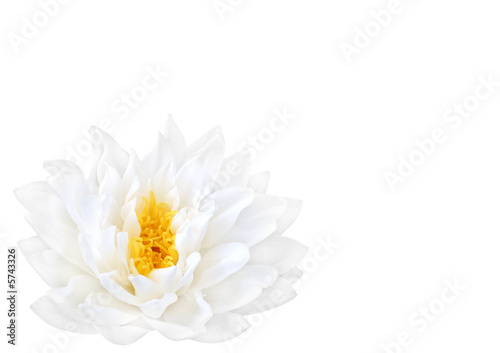 White Lotus Beauty