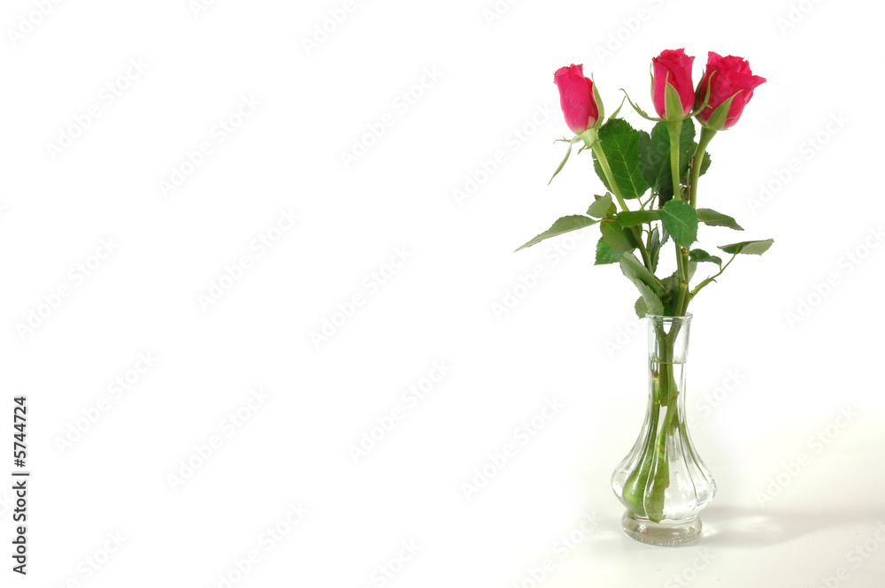 Obraz premium Rosen 3