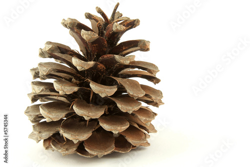 Pine cone