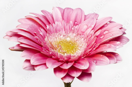 Fotografi gerber flower