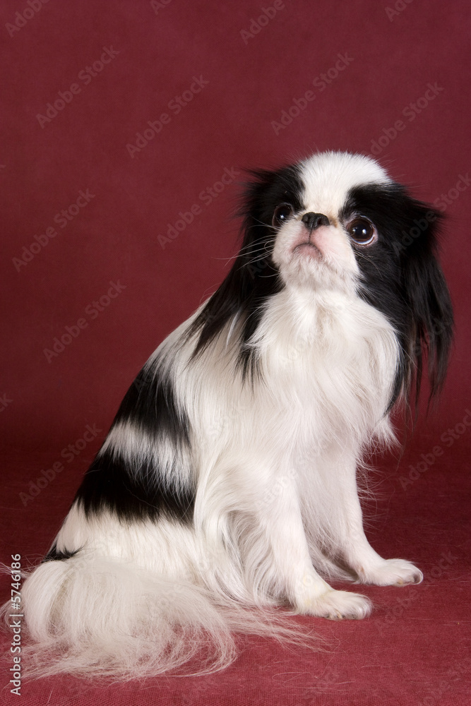 Japanese Chin Japanese Chin