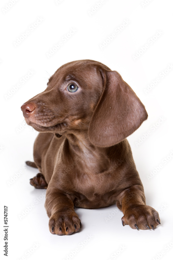 Dachshund on white background Dachshund on white background