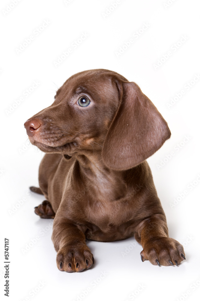 Dachshund on white background