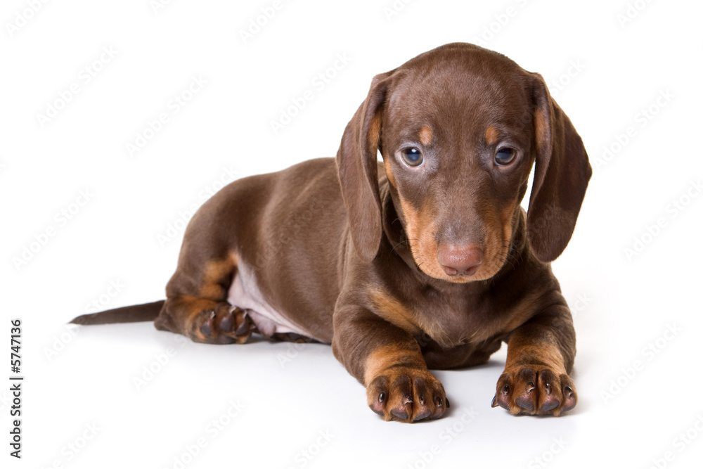Dachshund on white background Dachshund on white background