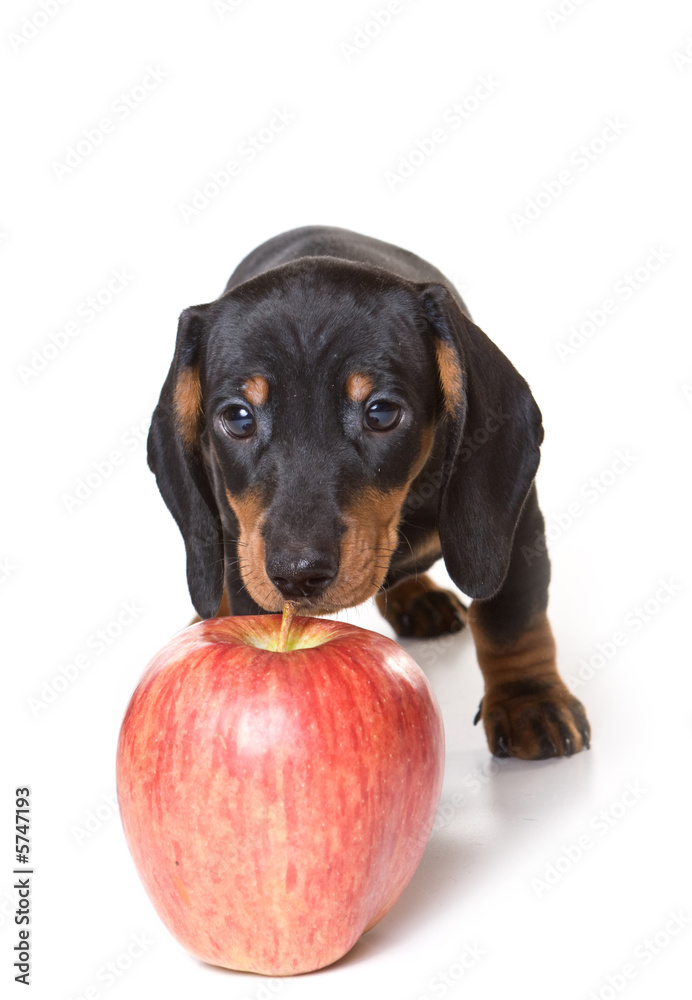 Obraz premium Dachshund on white background