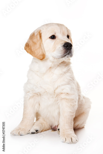 Golden retriever puppy on white background © Dixi_