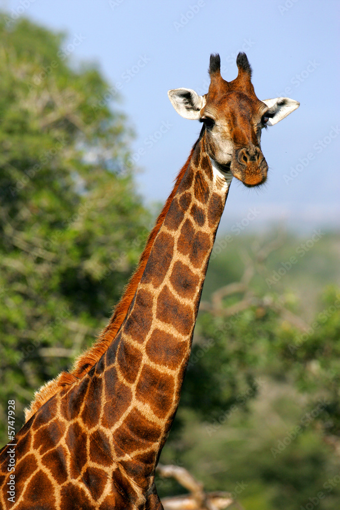 Fototapeta premium African Giraffes