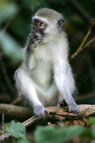Vervet Monkeys © Kitch Bain