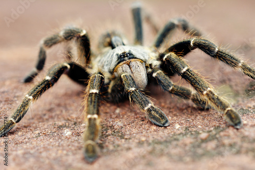 The baboon spider, Ceratogyrus, is often called tarantula.