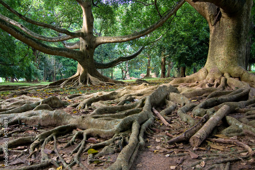 Primeval rainforest in Kandy, Sri Lanka © Vincent RUF