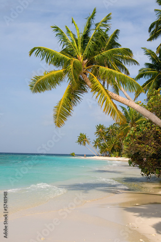 Fototapeta Naklejka Na Ścianę i Meble -  Maldivian sand beach and coconut trees