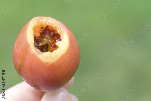 bite juicy tamarillo. focus is on the seeds inside