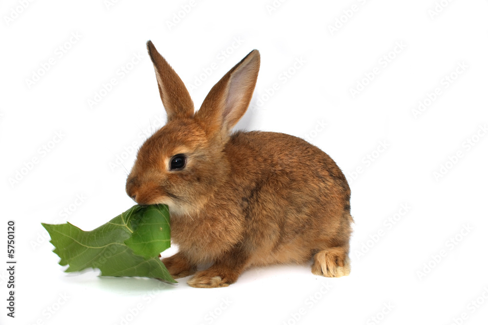 Fototapeta premium rabbit