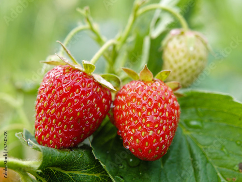 strawberry