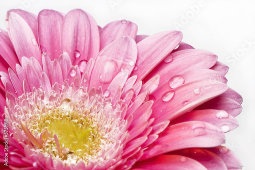 pink flower with water drops on petals