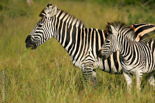 African Zebras