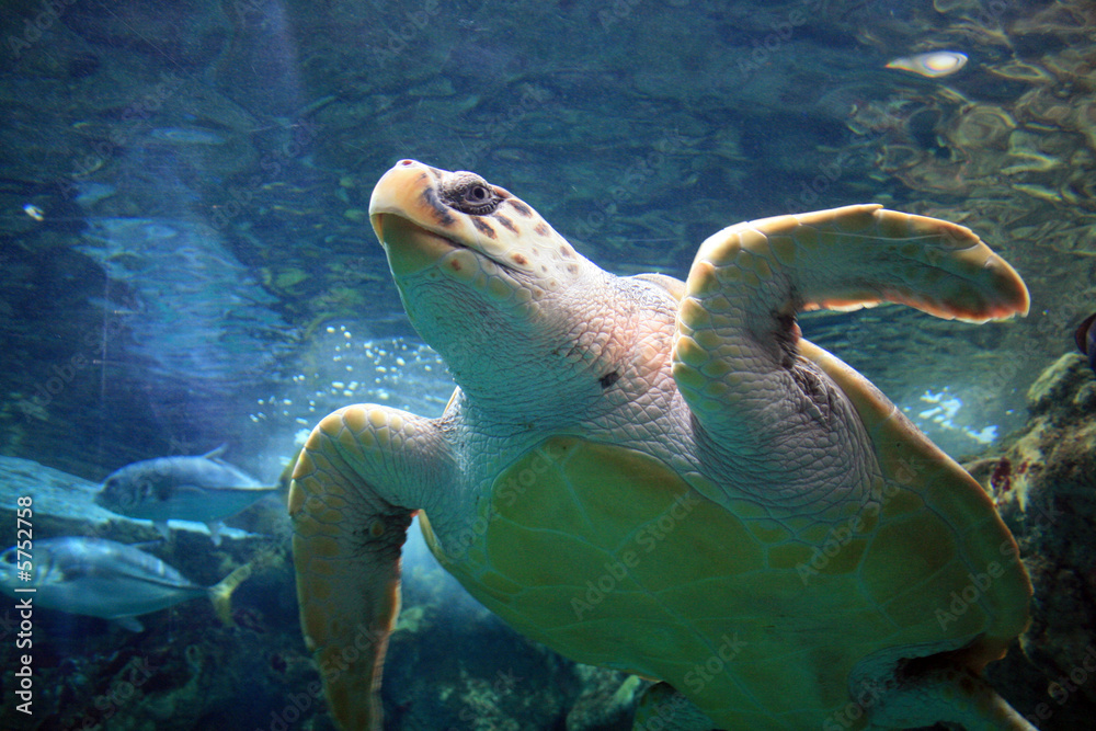 Fototapeta premium Tortue