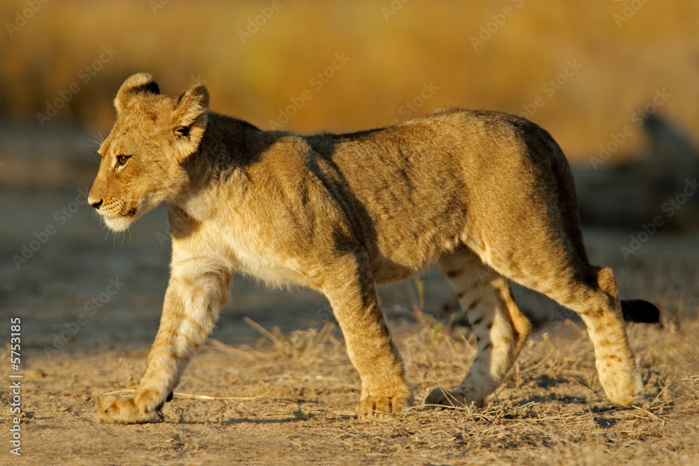 Fototapeta premium Lion cub (Panthera leo)