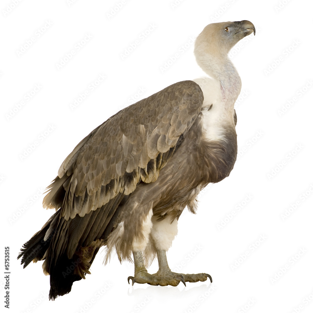 Obraz premium Griffon Vulture - Gyps fulvus