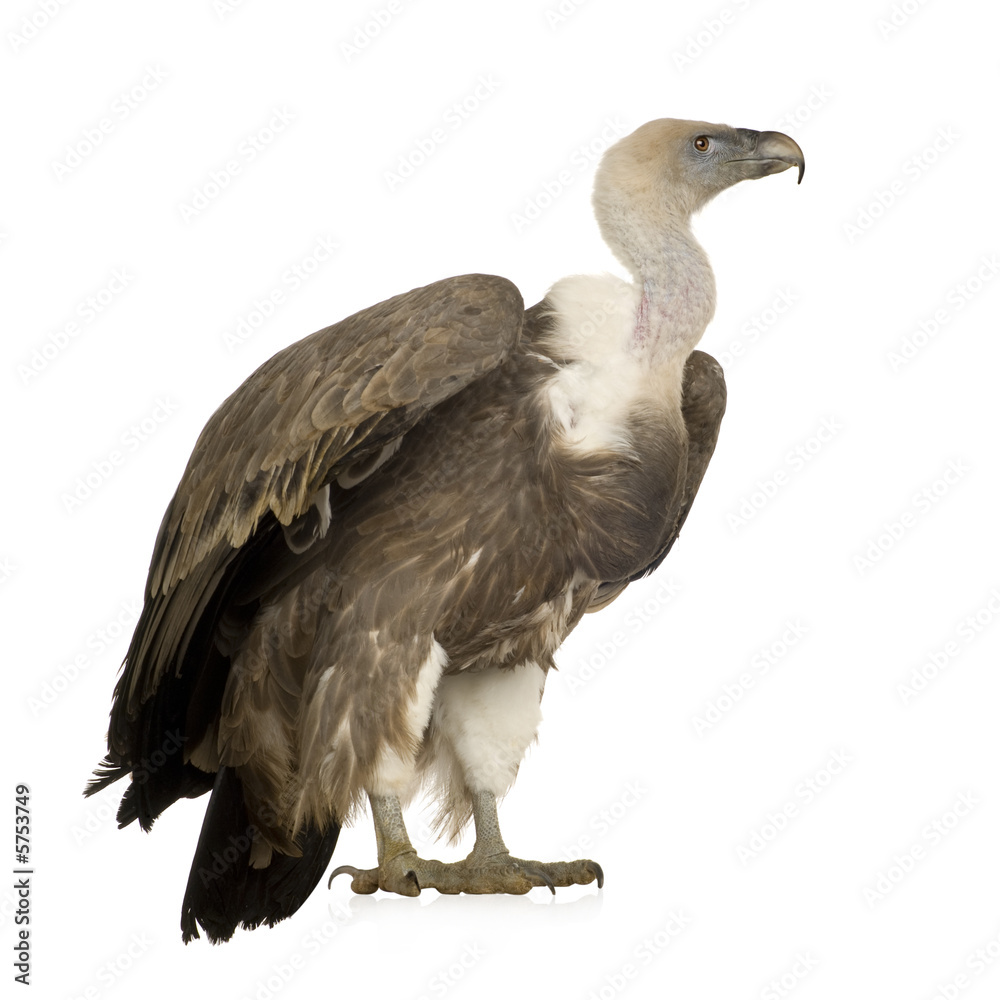 Fototapeta premium Griffon Vulture - Gyps fulvus
