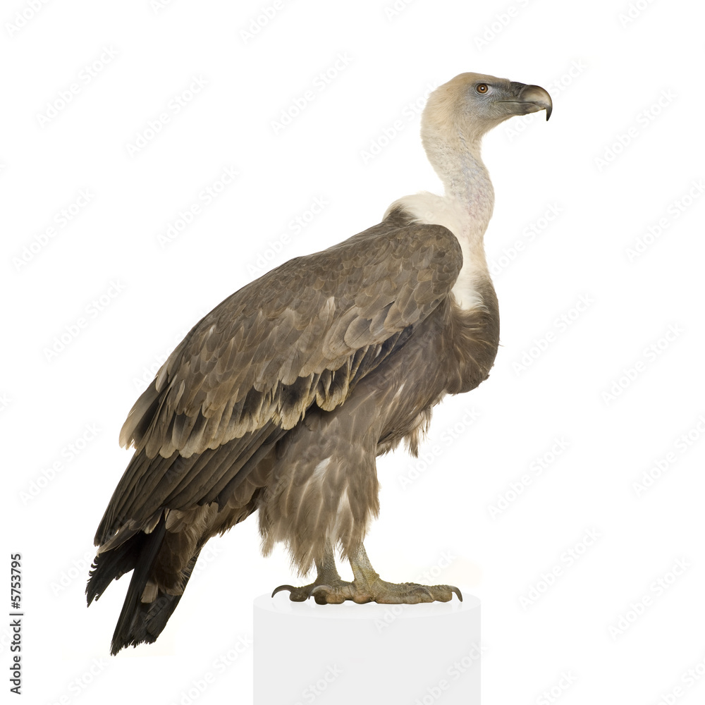 Griffon Vulture - Gyps fulvus Griffon Vulture - Gyps fulvus