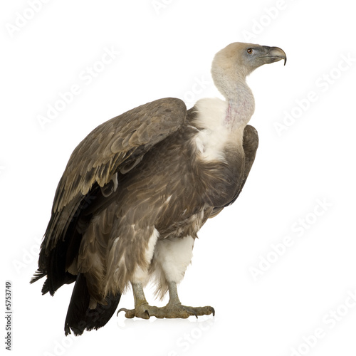 Griffon Vulture - Gyps fulvus photo