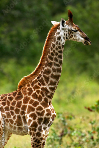 African Giraffes © Kitch Bain
