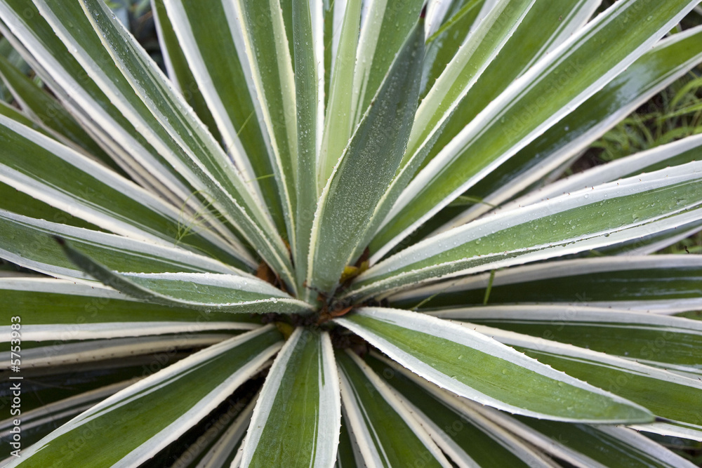 Fototapeta premium Kenya : plante tropicale : agave