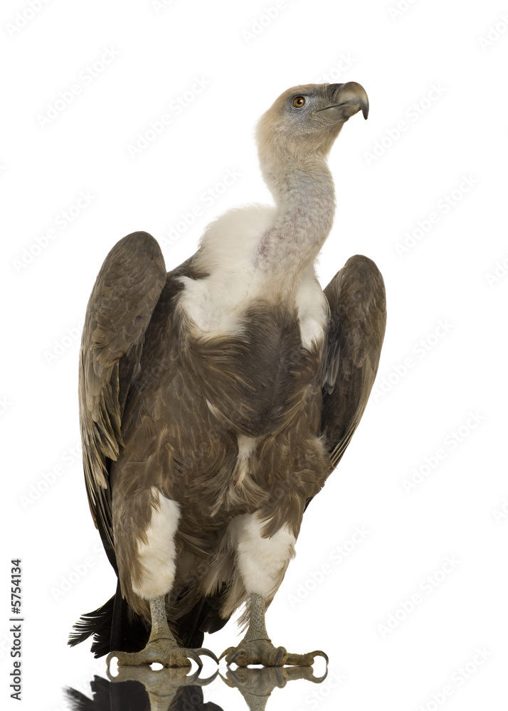 Griffon Vulture - Gyps fulvus Griffon Vulture - Gyps fulvus