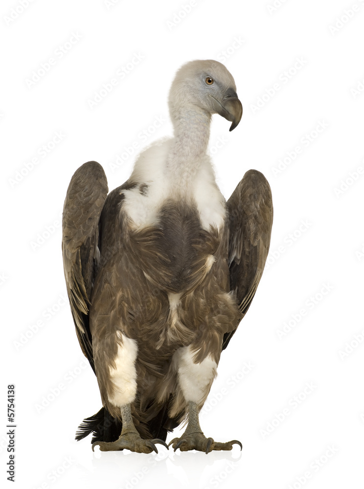 Griffon Vulture - Gyps fulvus Griffon Vulture - Gyps fulvus