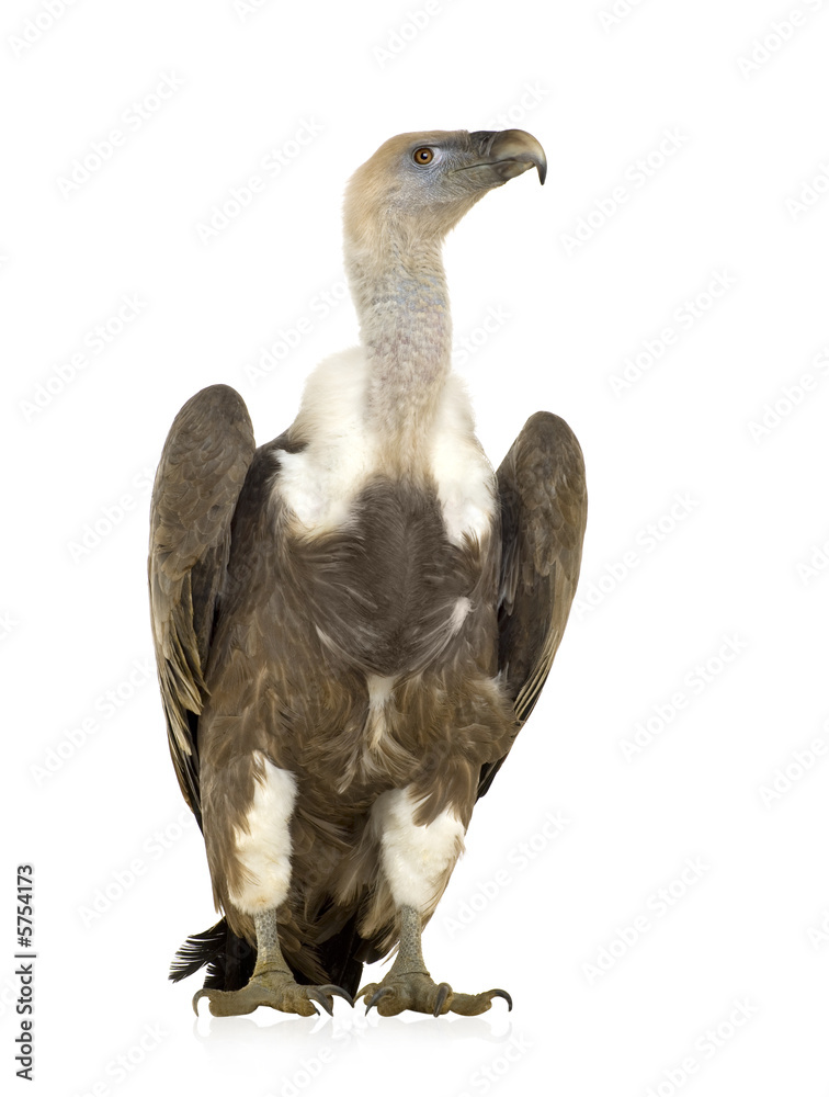 Griffon Vulture - Gyps fulvus Griffon Vulture - Gyps fulvus