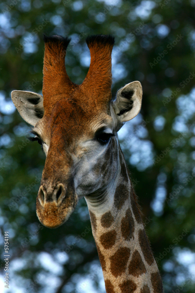 Obraz premium African Giraffes