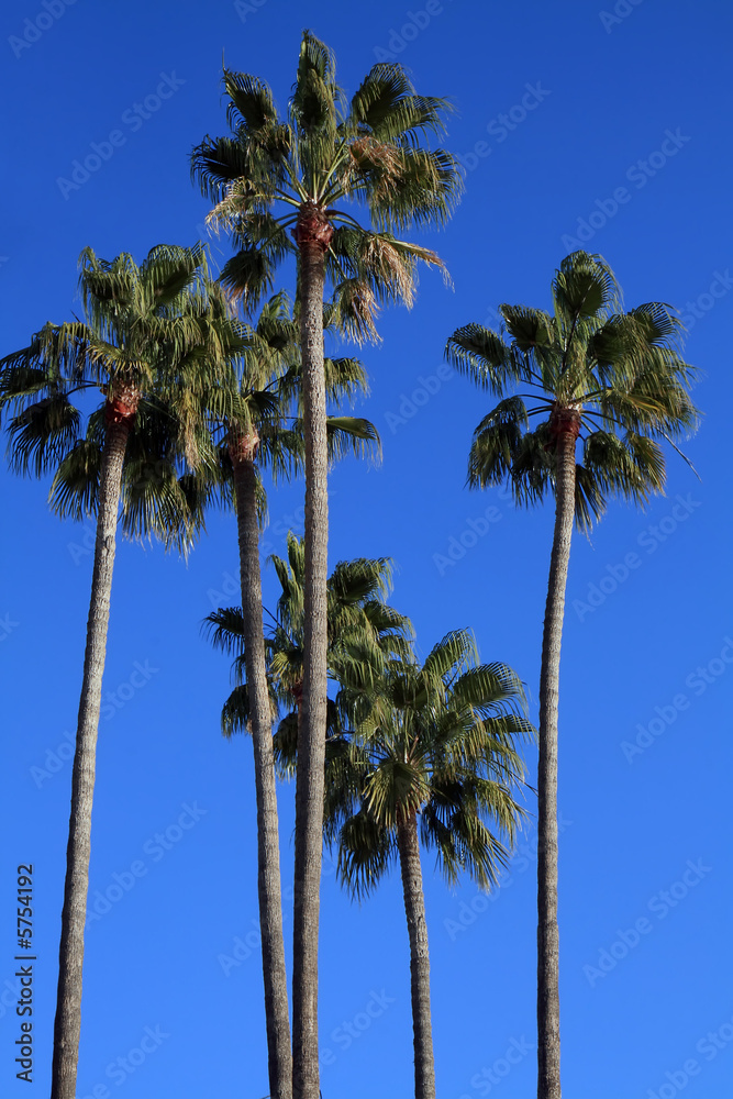 Mediterranean palm trees by the beach in the French Riviera.