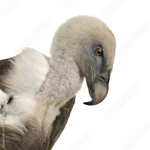 Griffon Vulture - Gyps fulvus