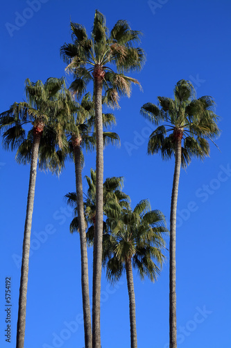 Mediterranean palm trees by the beach in the French Riviera.