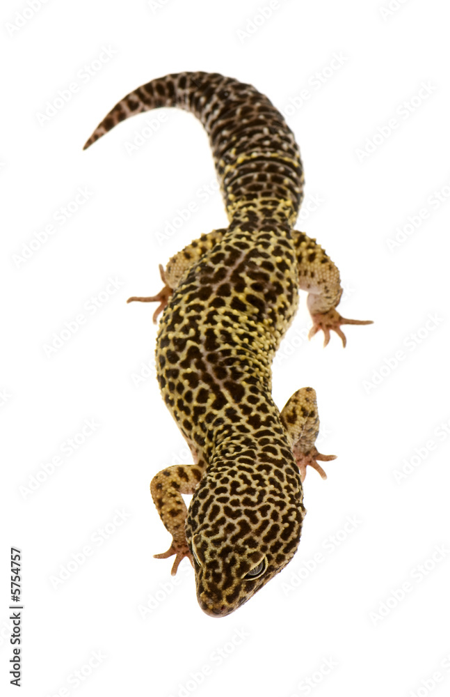 Naklejka premium Leopard gecko in front of a white background
