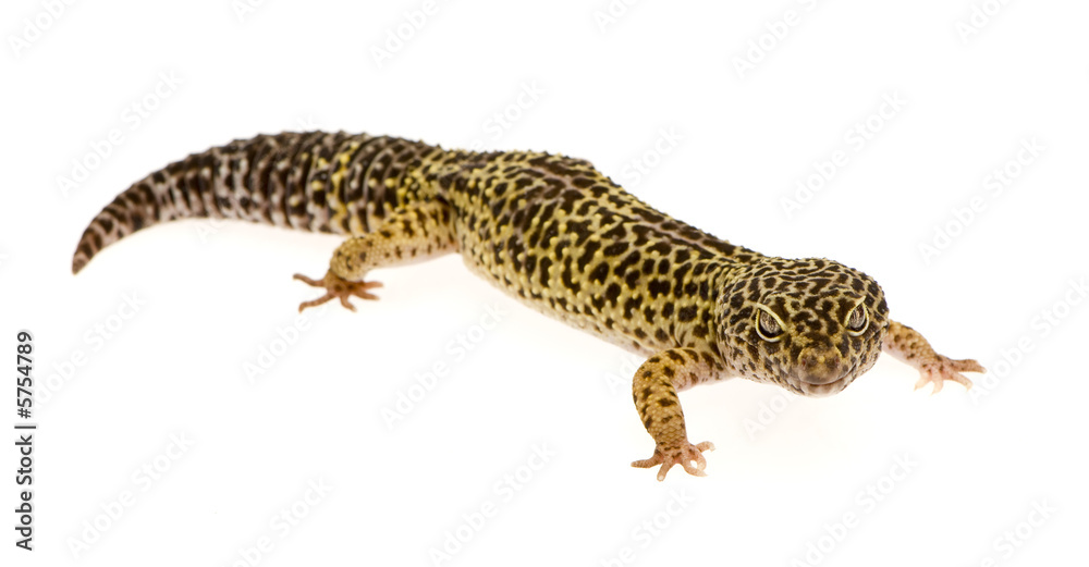 Leopard gecko in front of a white background Leopard gecko in front of a white background