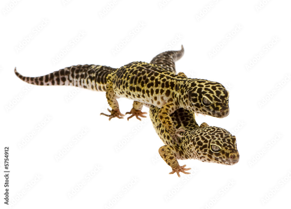 Fototapeta premium Leopard gecko in front of a white background
