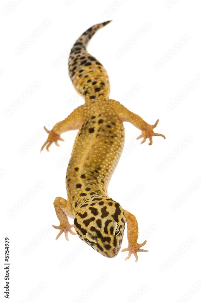 Naklejka premium Leopard gecko in front of a white background