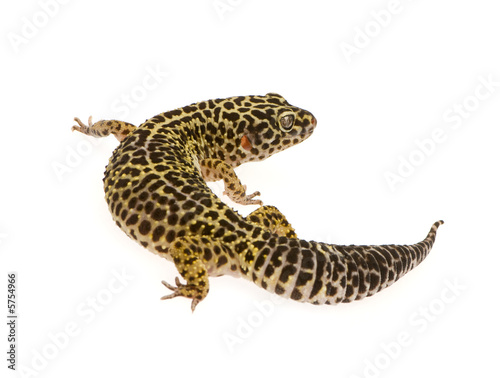 Leopard gecko in front of a white background