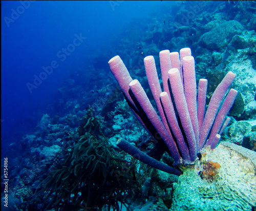 Purple tube sponges in the Caribbean Sea photo