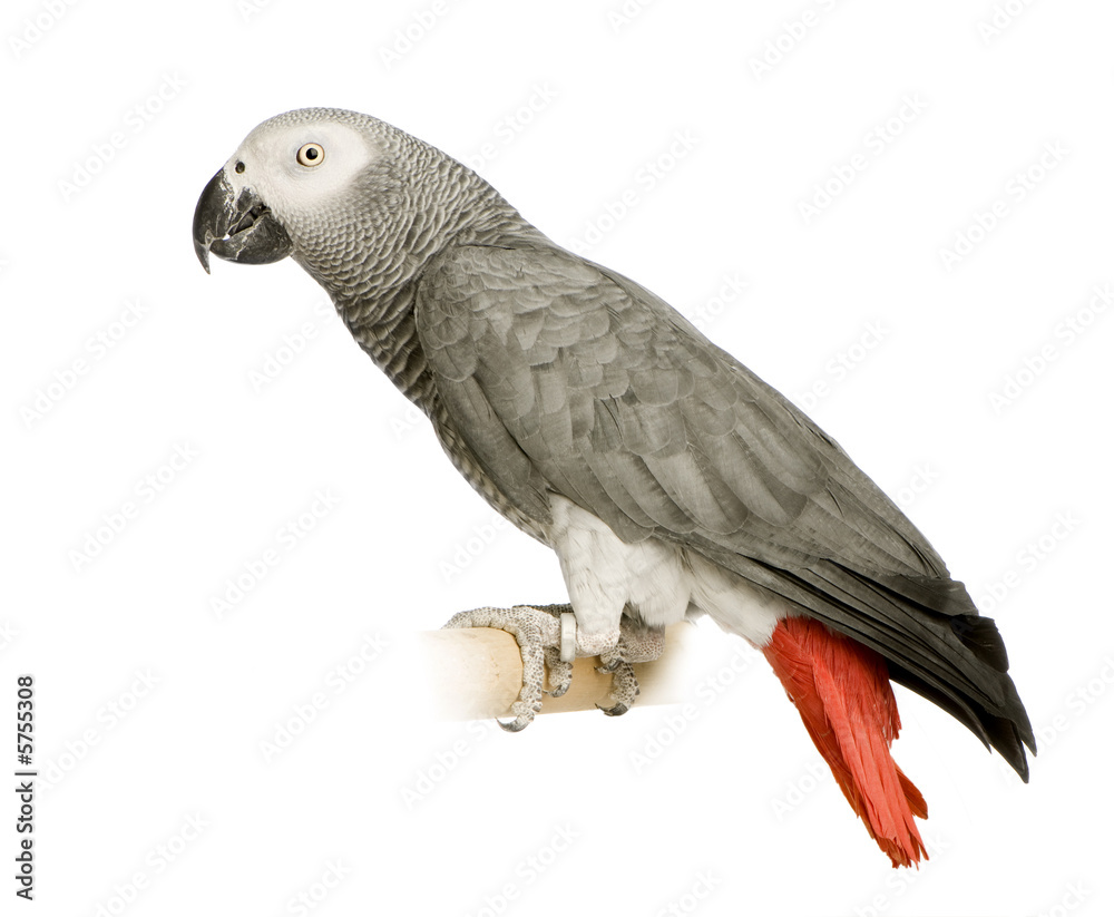 Naklejka premium African Grey Parrot - Psittacus erithacus