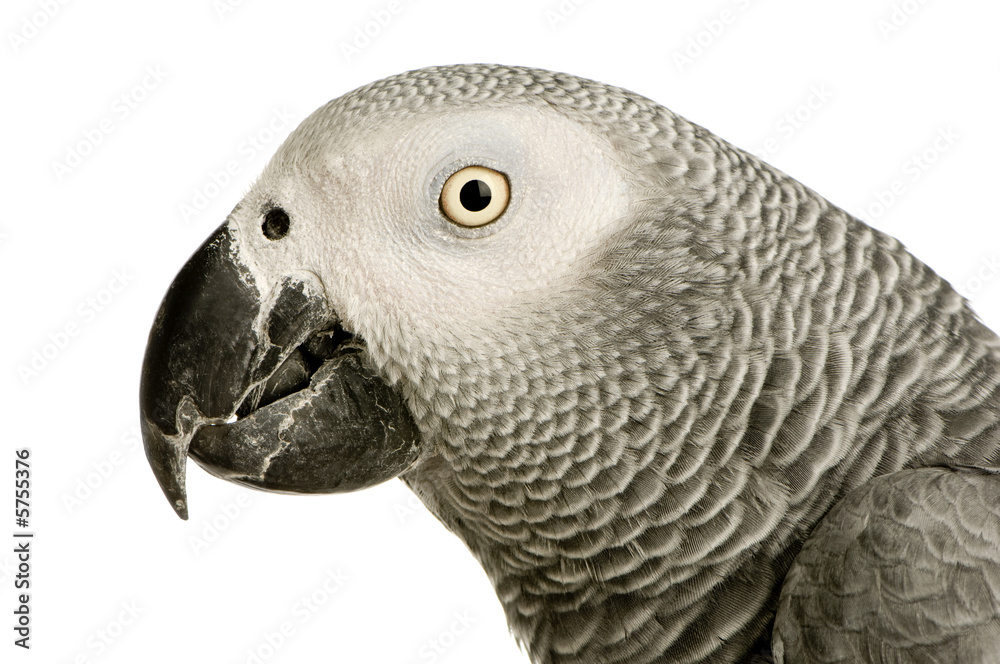 African Grey Parrot - Psittacus erithacus African Grey Parrot - Psittacus erithacus