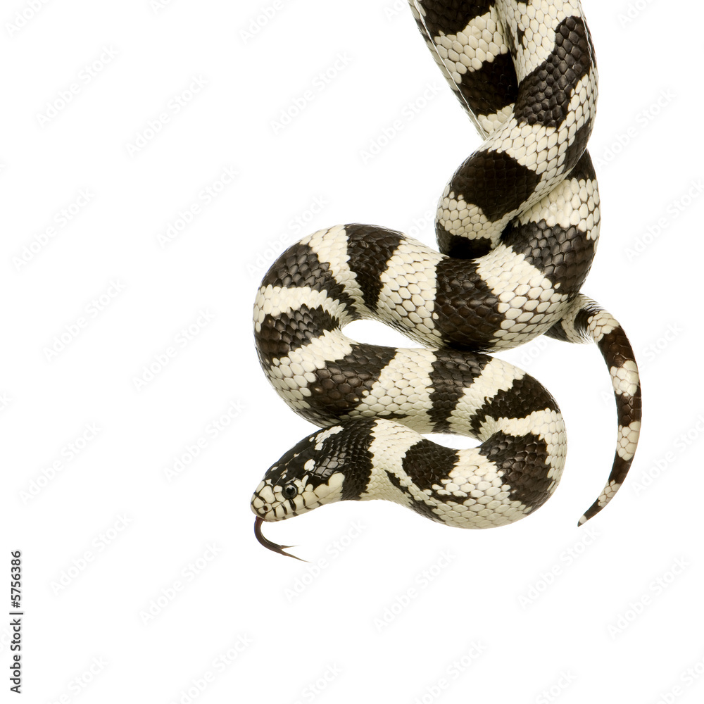 Fototapeta premium California Kingsnake - Lampropeltis getulus californiae