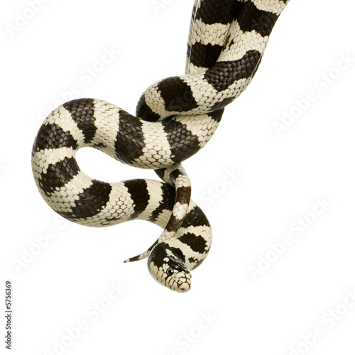 Corn Snake in front of a white background