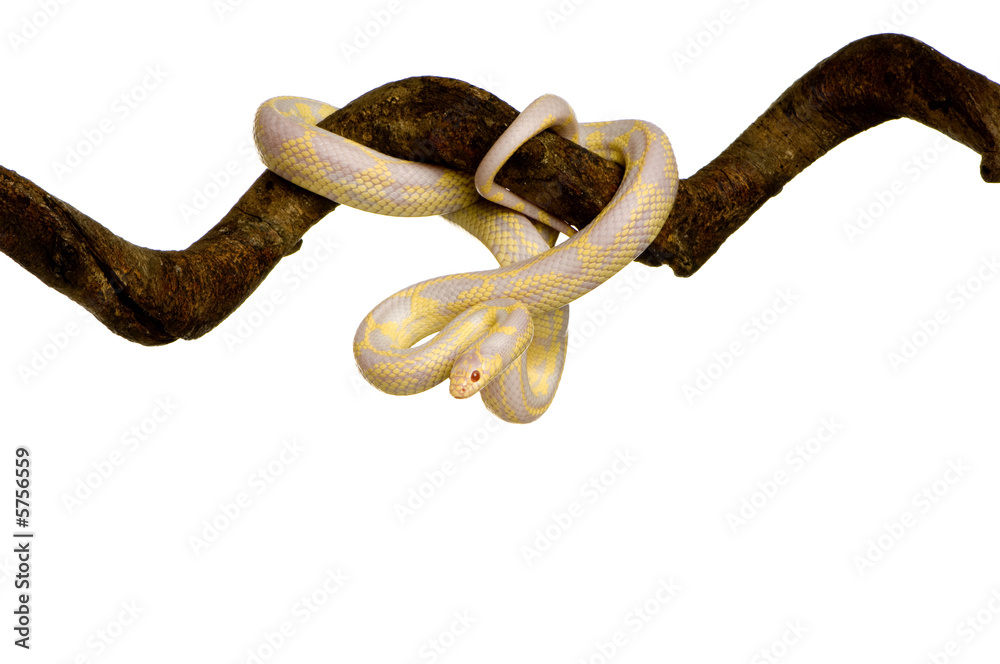 Naklejka premium Corn Snake - Elaphe guttata in front of a white background