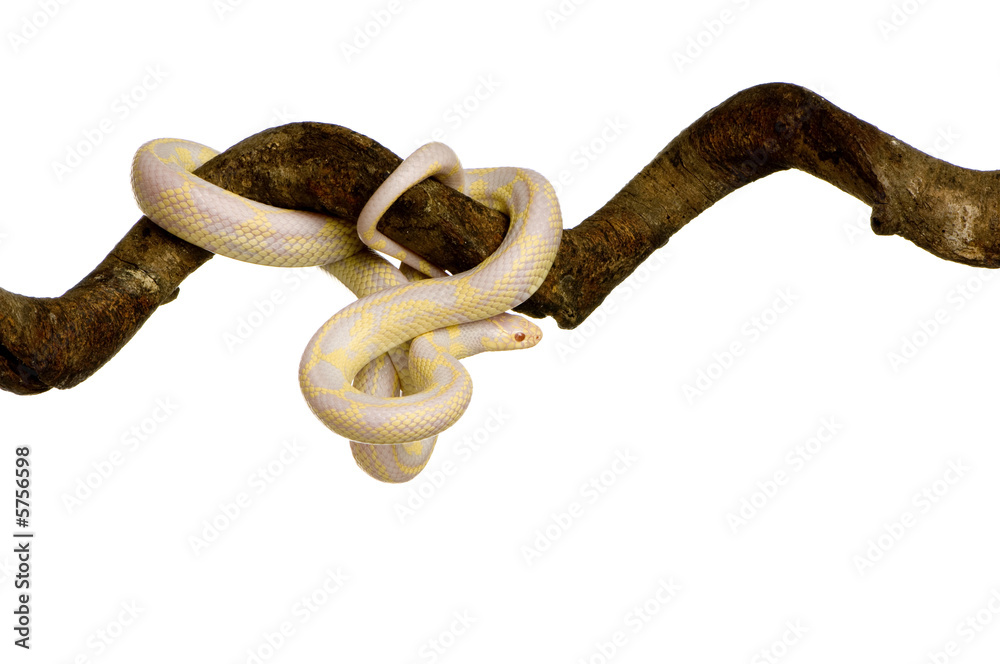 Naklejka premium Corn Snake - Elaphe guttata in front of a white background