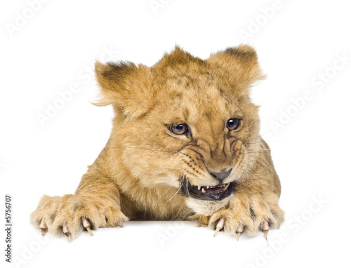 Lion Cub (5 months) in front of a white background