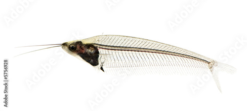 Glass catfish - krypthopterus biccirhis