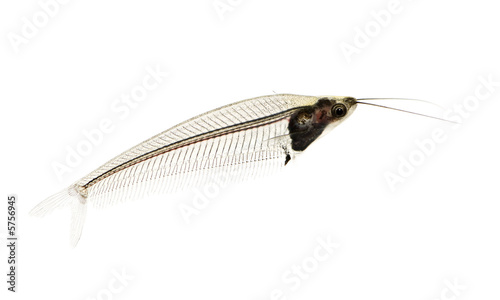 Glass catfish - krypthopterus biccirhis